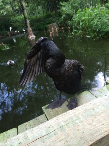 So this guy in the Walk Thru Bird Cage was friendly.  He was mugging for the camera...even playing peekaboo!