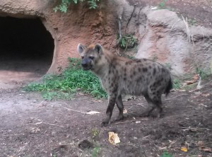 The hyena didn't seem to be laughing...he was stalking something while we were watching him.  Very intense dude.