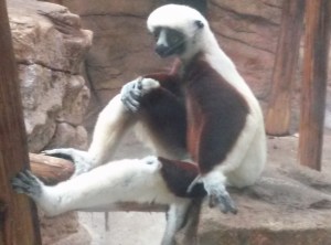 Lemurs are just hilarious to watch.  They were behind glass, so I didn't get the clearest pic, but he just looks SO relaxed!