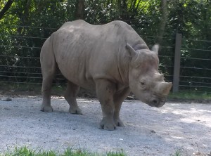 The rhino seemed to be in a little bit of a bad mood.  It was hot though.