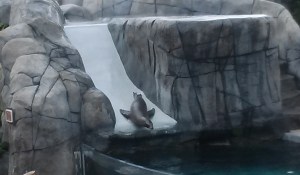 The sea lion pups really know how to perform.