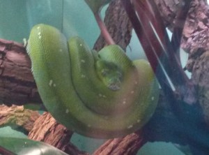 Again, behind glass, so a little blurry.  However, he just looked "cozy" or something all curled up like that!