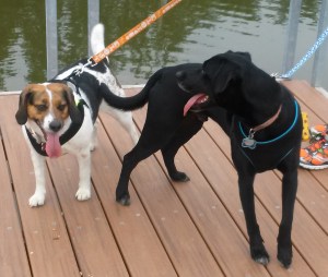 Dogs chilling on a stop during their walk
