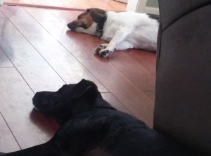 After a walk on a hot day, we get a little peace and quiet from two tired pups.