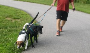We're on a walk!  As you can see by their faces, they get a little excited in the beginning of a walk and try to one-up each other.