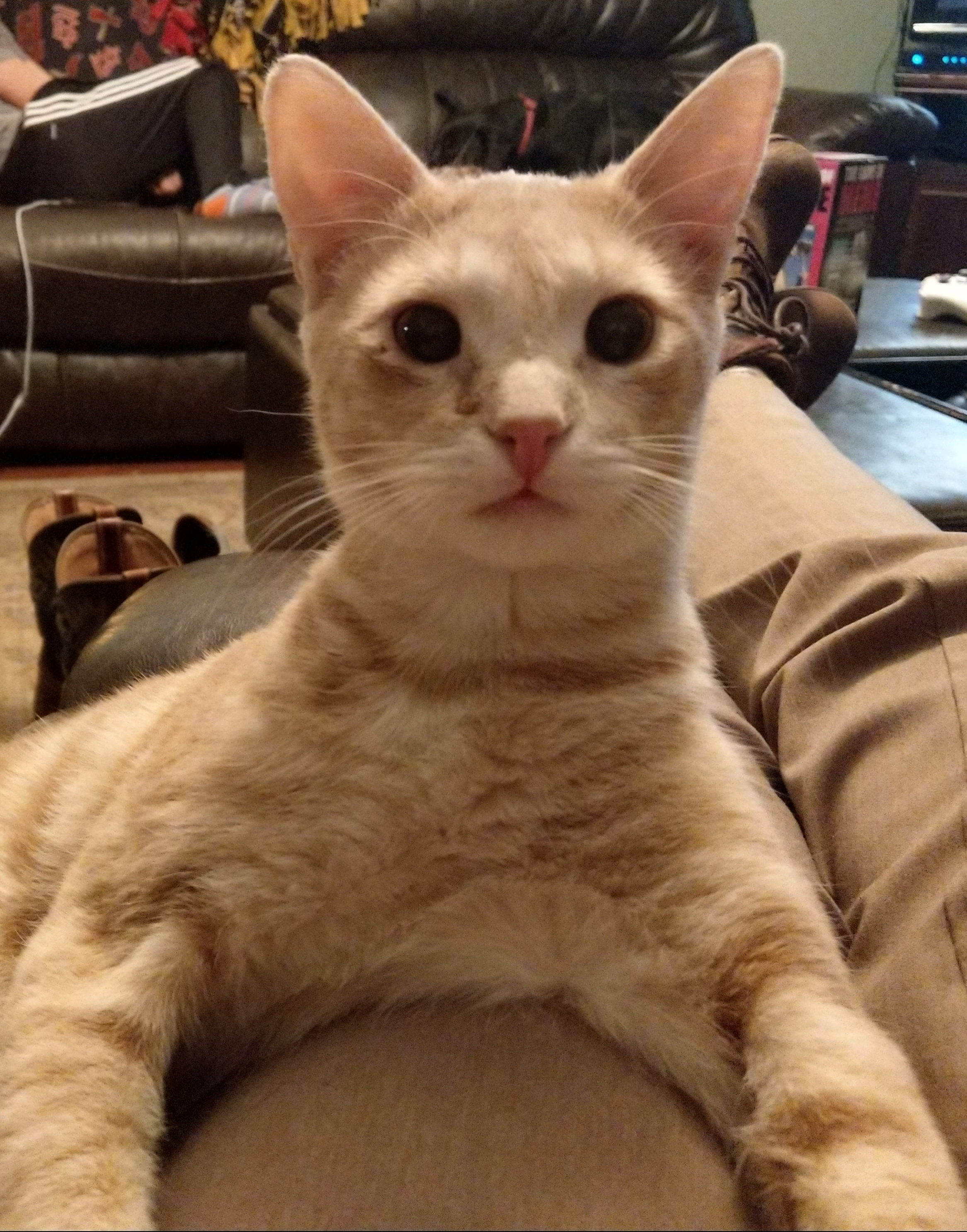 merlin-the-lap-kitty.jpg