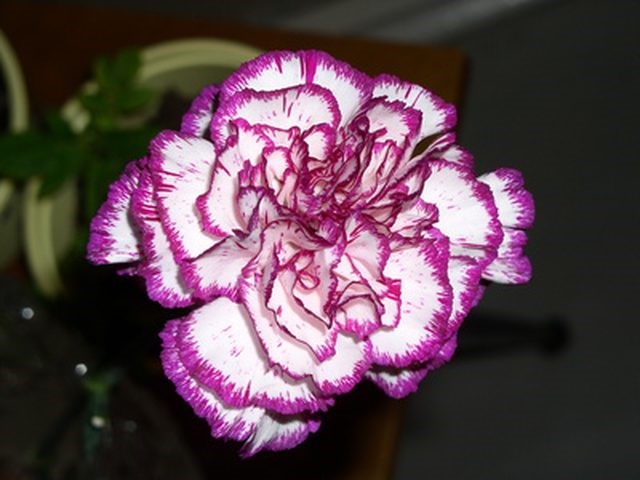carnation
